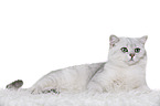 lying British Shorthair