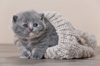 British Shorthair Kitten