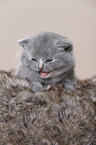 British Shorthair Kitten