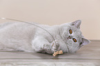 young British Shorthair