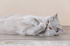 young British Shorthair