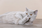 young British Shorthair