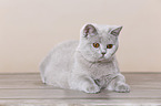 young British Shorthair