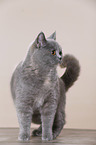 young British Shorthair