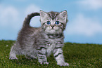 British Shorthair Kitten