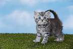 British Shorthair Kitten