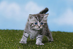 British Shorthair Kitten