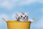 British Shorthair Kitten