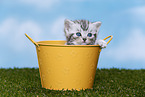 British Shorthair Kitten