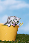 British Shorthair Kitten