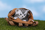 British Shorthair Kitten