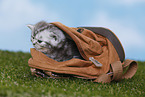 British Shorthair Kitten