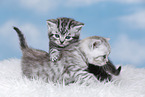 British Shorthair Kitten