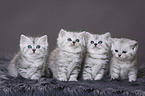 4 Kitten