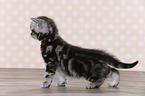 British Shorthair Kitten