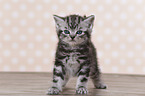British Shorthair Kitten