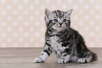 British Shorthair Kitten