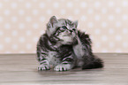 British Shorthair Kitten