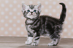 British Shorthair Kitten