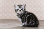British Shorthair Kitten