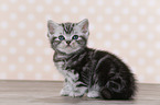 British Shorthair Kitten