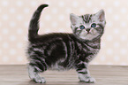 British Shorthair Kitten