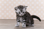British Shorthair Kitten