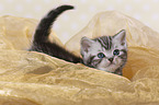 British Shorthair Kitten