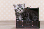 British Shorthair Kitten