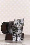 British Shorthair Kitten