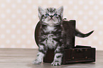 British Shorthair Kitten