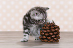 British Shorthair Kitten