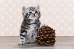 British Shorthair Kitten