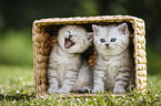 2 Kitten