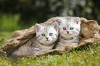 British Shorthair Kitten