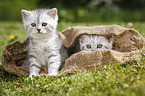British Shorthair Kitten
