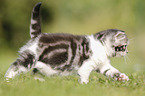 British Shorthair Kitten