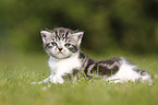 British Shorthair Kitten