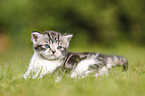 British Shorthair Kitten