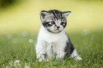 British Shorthair Kitten