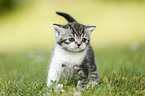 British Shorthair Kitten