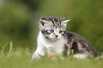 British Shorthair Kitten