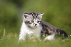 British Shorthair Kitten