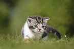 British Shorthair Kitten