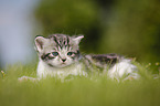 British Shorthair Kitten