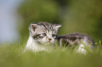 British Shorthair Kitten