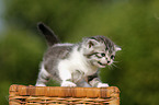 British Shorthair Kitten