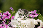 British Shorthair Kitten