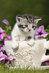 British Shorthair Kitten