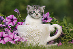 British Shorthair Kitten